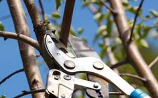 Tree Pruning and Trimming