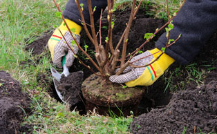 Planting