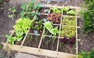 Vegetable Gardens